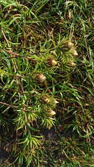 Carlina biebersteinii