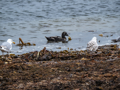 Somateria mollissima