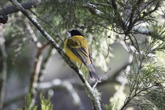 Pachycephala fuliginosa