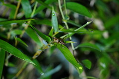 Conocephalus melaenus