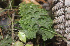 Hymenophyllum scabrum