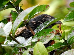 Centropus phasianinus