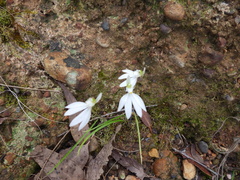 Caladenia catenata