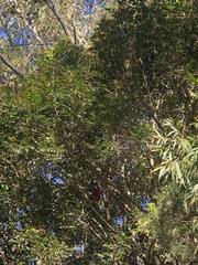 Alisterus scapularis