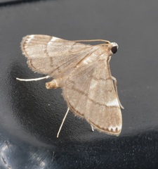 Cangetta hartoghialis