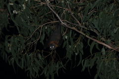 Pteropus poliocephalus