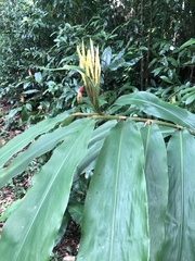 Hedychium flavescens