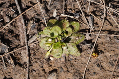 Drosera whittakeri