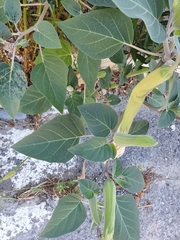 Datura