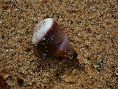 Conus lividus