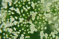 Grammoptera ruficornis