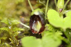 Corybas trilobus aggregate