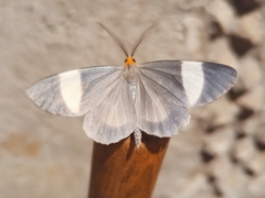 Simena luctifera