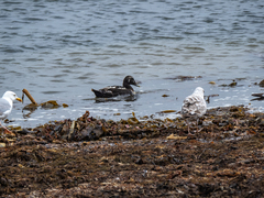 Somateria mollissima