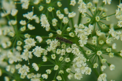 Grammoptera ruficornis