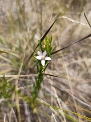 Philotheca queenslandica