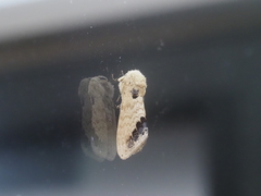 Phalera flavescens