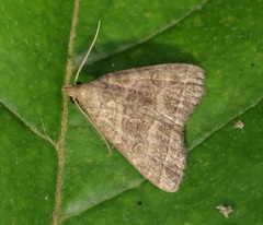 Herminia annulata