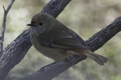 Acanthiza pusilla