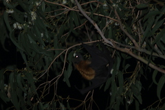 Pteropus poliocephalus