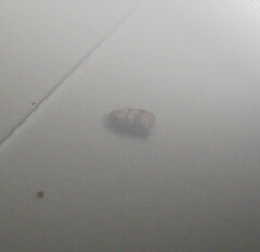 Schistophleps bipuncta