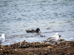 Somateria mollissima