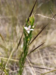 Philotheca queenslandica