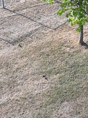 Sturnus vulgaris