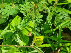 Indigofera hendecaphylla