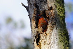 Platycercus elegans adelaidae