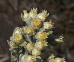 Pterochaeta paniculata