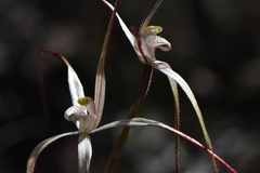 Caladenia capillata