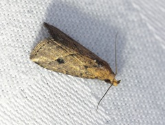 Luceria oculalis