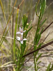 Philotheca queenslandica
