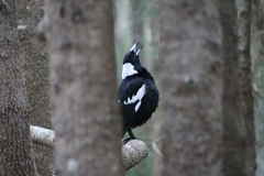 Gymnorhina tibicen