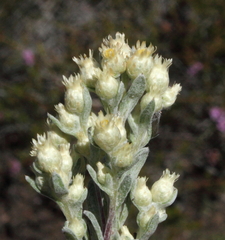 Pterochaeta paniculata