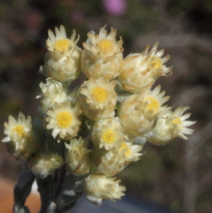 Pterochaeta paniculata