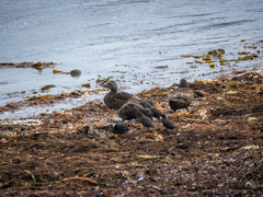 Somateria mollissima