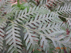 Pteris microptera