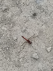 Sympetrum striolatum