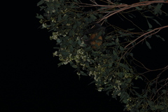 Pteropus poliocephalus