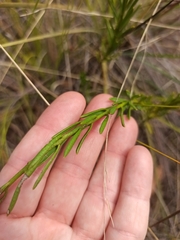 Philotheca queenslandica