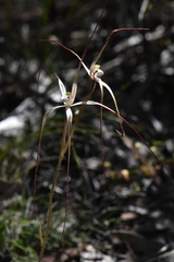 Caladenia capillata