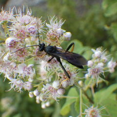 Exetastes suaveolens