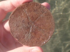 Echinarachnius parma