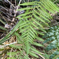 Dicksonia fibrosa
