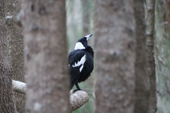 Gymnorhina tibicen