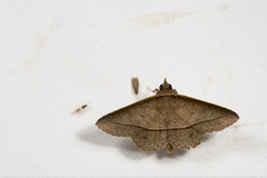 Hypospila creberrima
