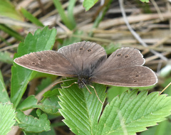 Aphantopus hyperantus