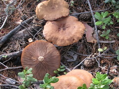 Lactarius rufus